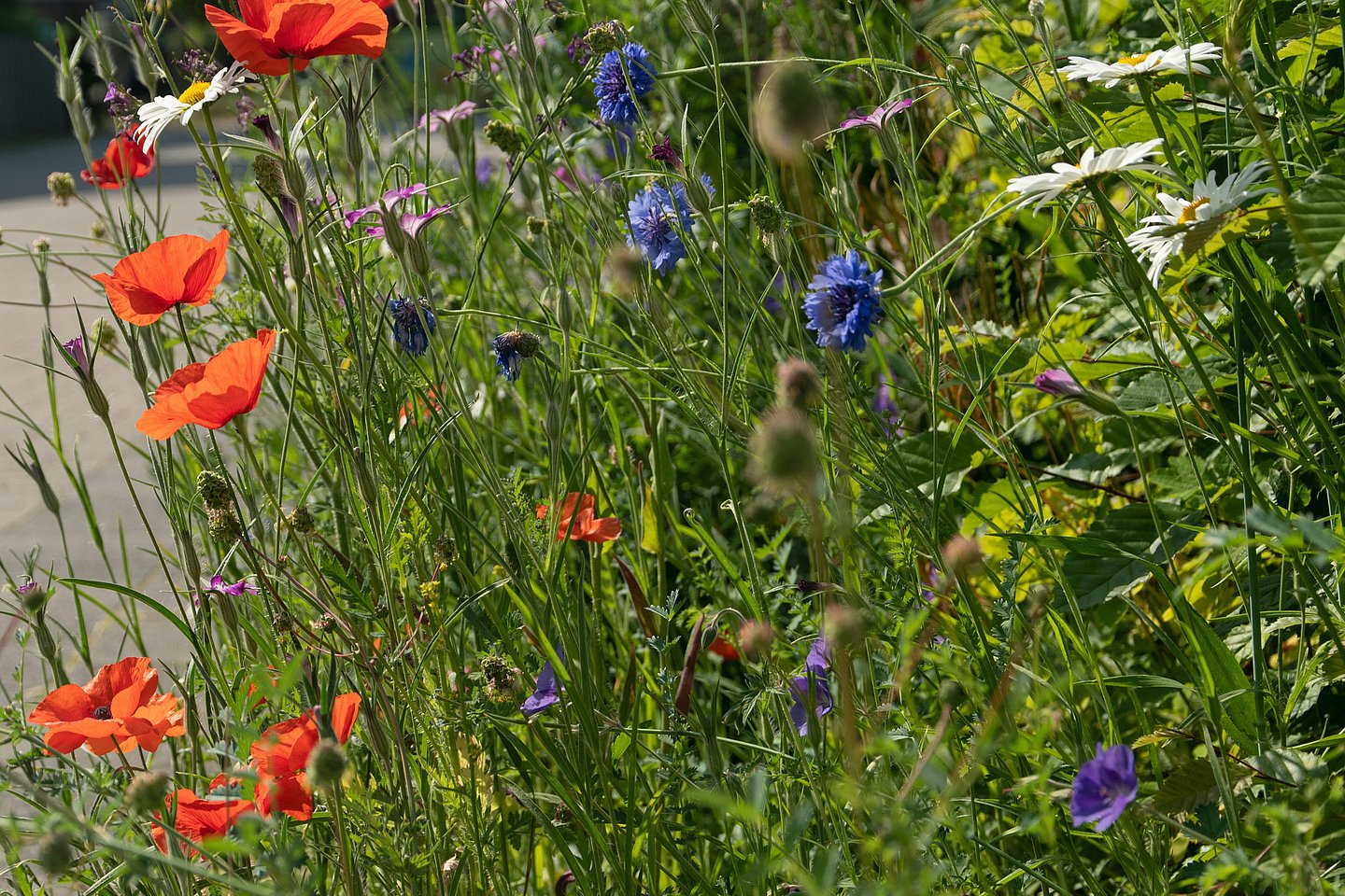 Blumen am Wegrand