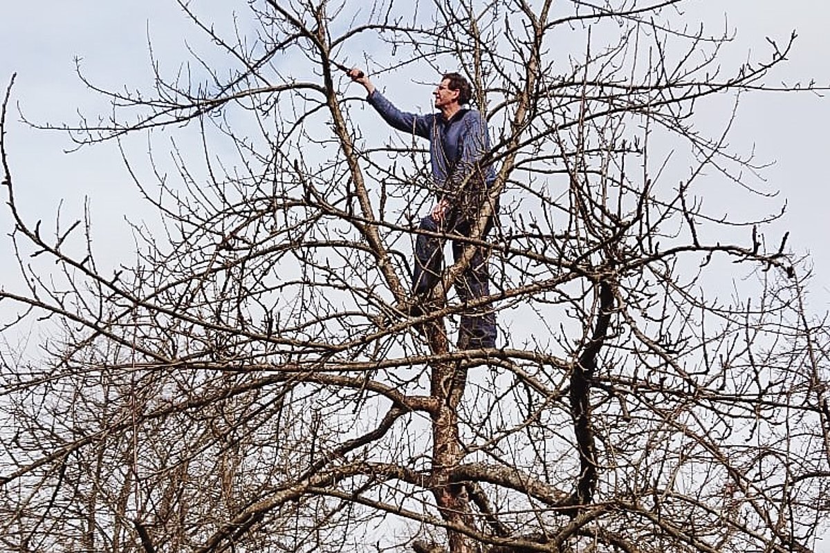 Mann in Obstbaum schneidet Äste