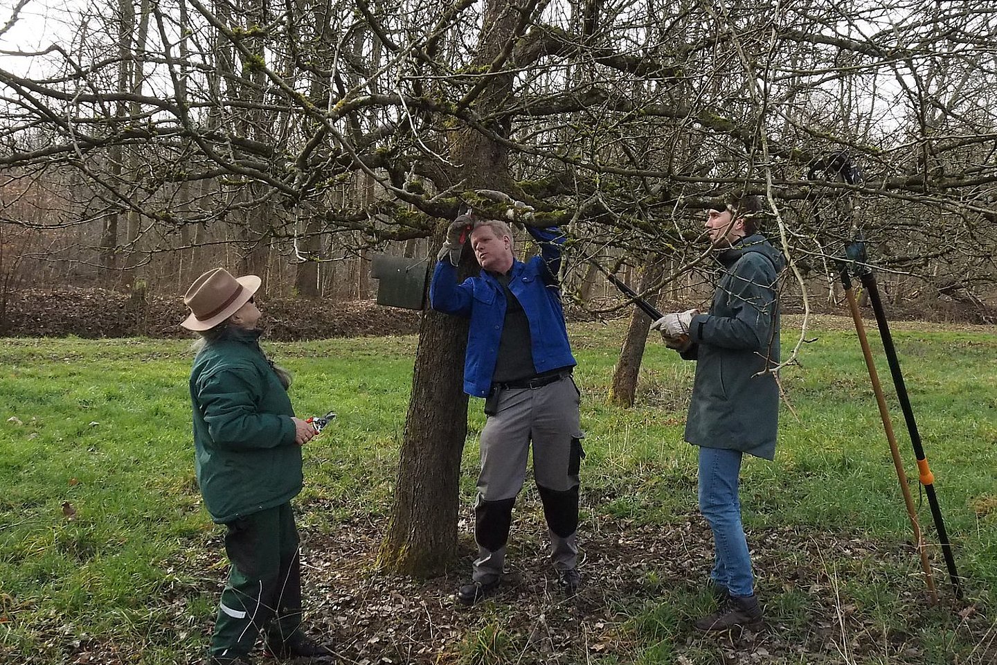 zwei Männer und eine Frau stehen unter einem Baum und schneiden Äste