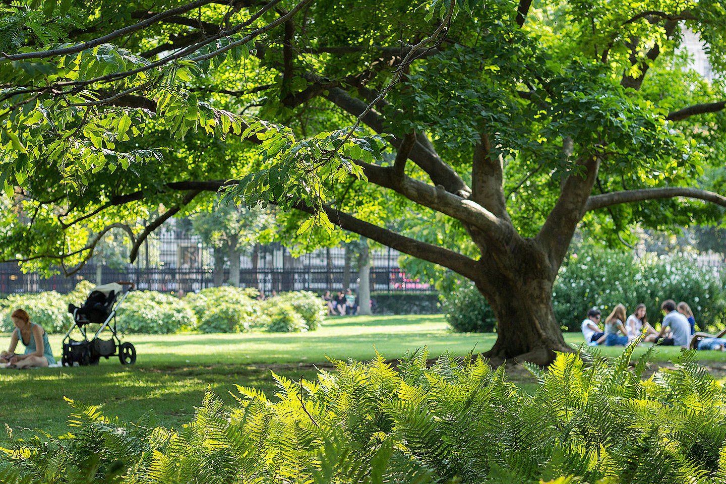 großer Baum in einem Park im Hintergrund Menschen und Gebäude