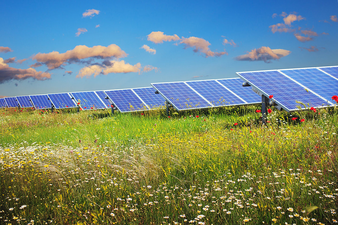 Solarzellen auf einer Wiese mit blauem Himmel