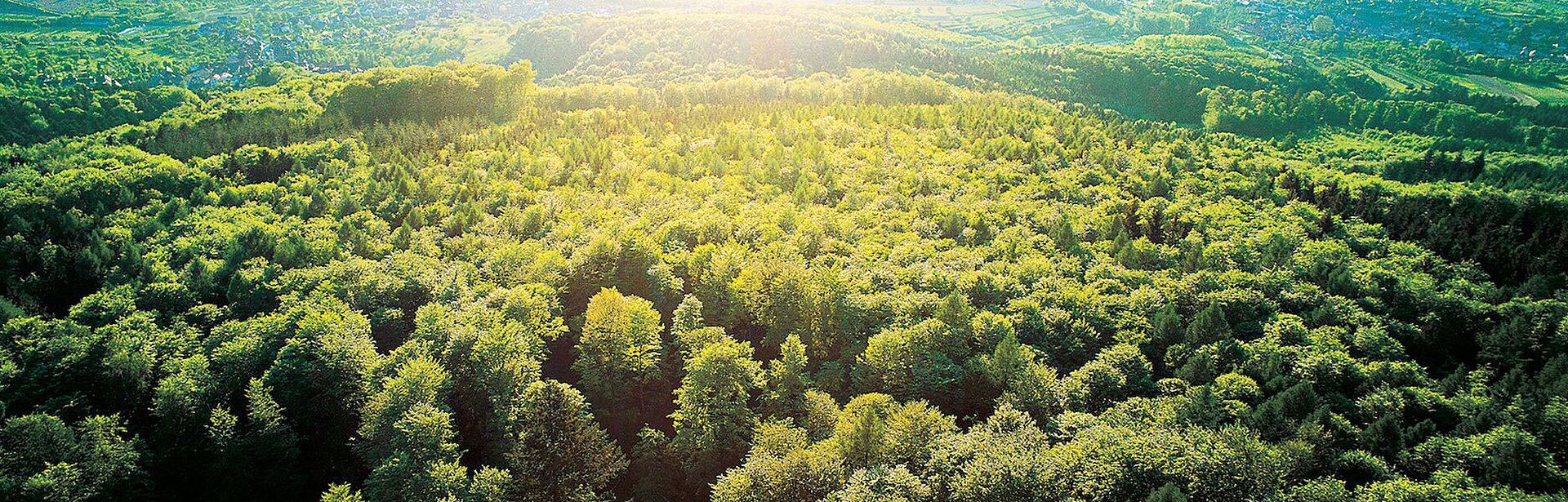 Ein großes Waldgebiet, das von der Sonne großflächig beschienen wird.